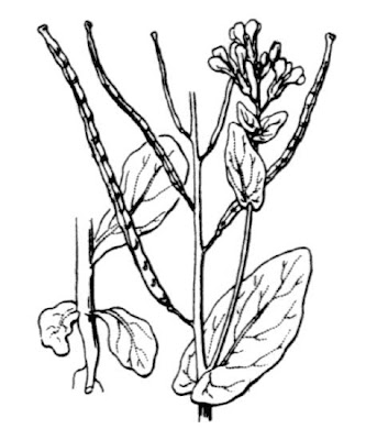 Conringia orientale Conringia orientale