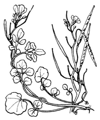 Ivy Leaved Bitter Cress