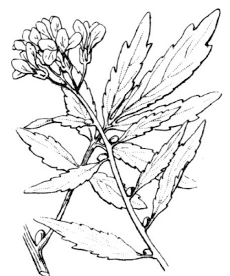 Coralroot bittercress Coralroot bittercress