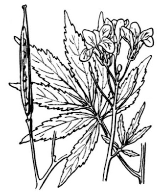 Dentaria pennata