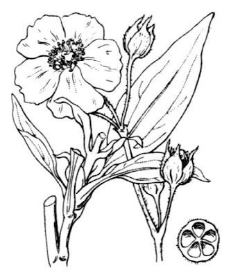 Laurel Leaved Cistus Laurel Leaved Cistus