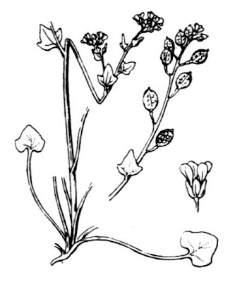 Early scurvygrass Early scurvygrass