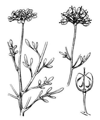 Iberis pinnata,
Iberide pennata