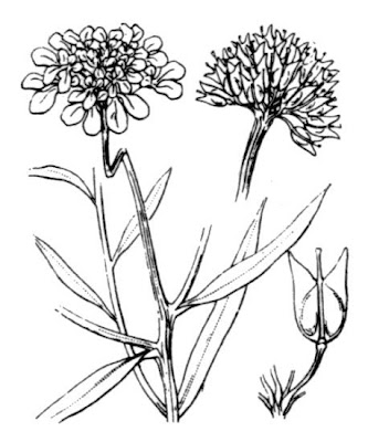 Iberis umbellata,
globe candytuft,
Iberide rossa