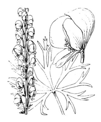 Garden monkshood