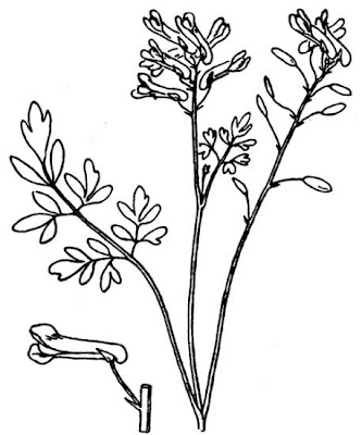 Colombina gialla Colombina gialla