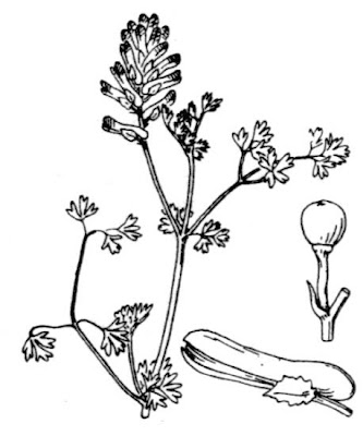 Common Ramping Fumitory Common Ramping Fumitory