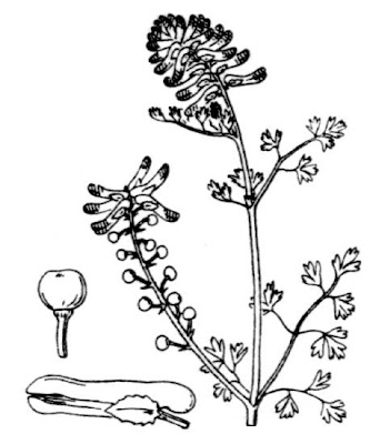 Common fumitory Common fumitory