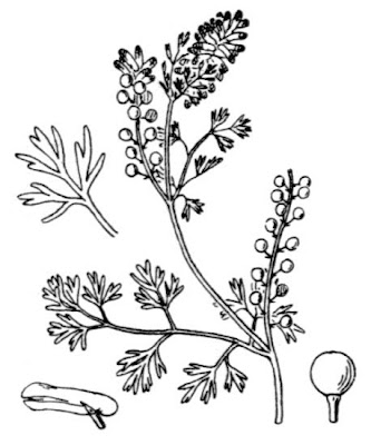 Palomilla de hoja fina