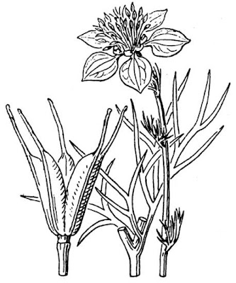 Nigella arvensis L.