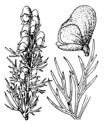 Aconitum anthora L.