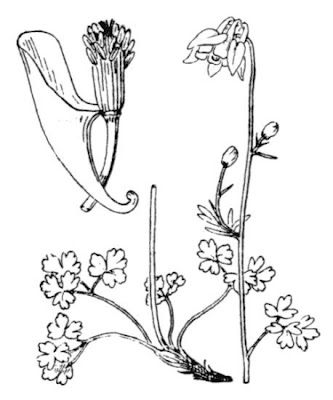Aquilegia bertolonii Schott