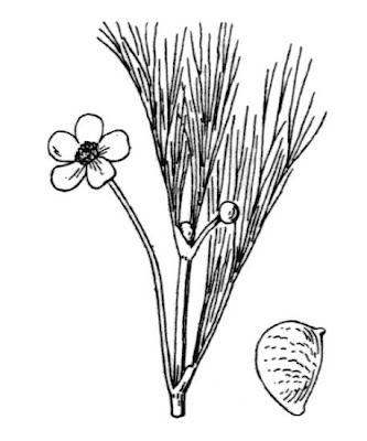Ranunculus fluitans,
Ranuncolo fluitante,
River Water Crowfoot