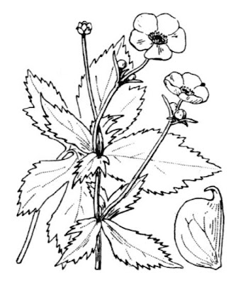 Ranunculus aconitifolius,
,
Ranuncolo a foglie di Aconito