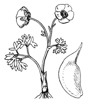 Ranunculus glacialis,
glacier buttercup,
Ranuncolo glaciale