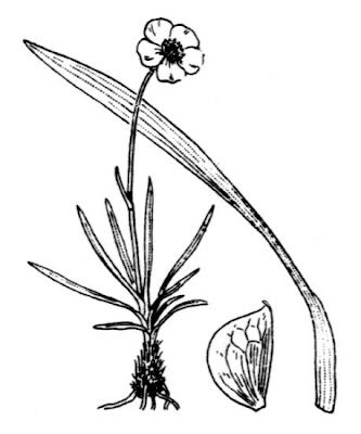 Grass Leaved Buttercup