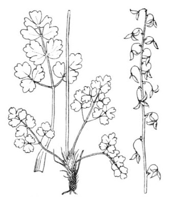 Thalictrum alpinum L.