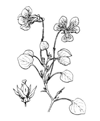 Viola delle Alpi Marittime Viola delle Alpi Marittime