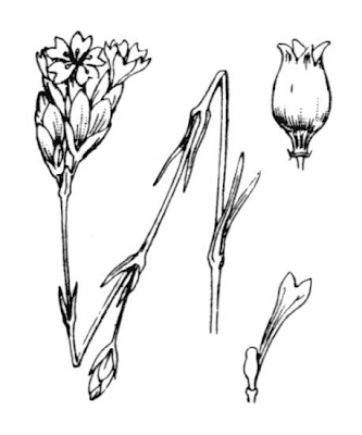 Garofanina annuale