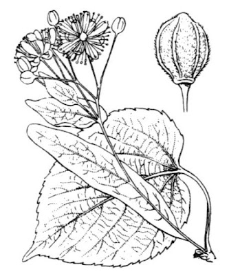 Broadleaf lime Broadleaf lime