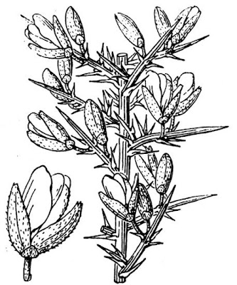 Furze