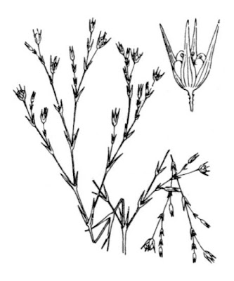 Buffonia tenuifolia,
Buffonia tenuifolia Buffonia tenuifolia,
Buffonia tenuifolia