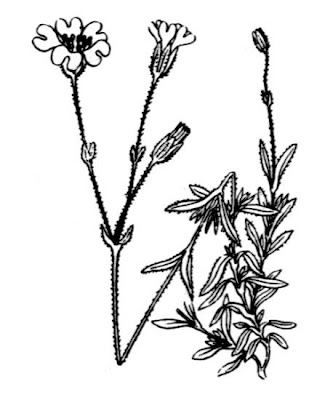 Field mouse-ear