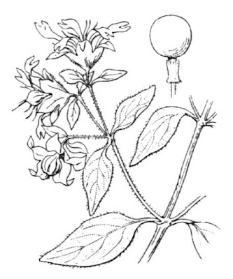 Berry Catchfly Berry Catchfly