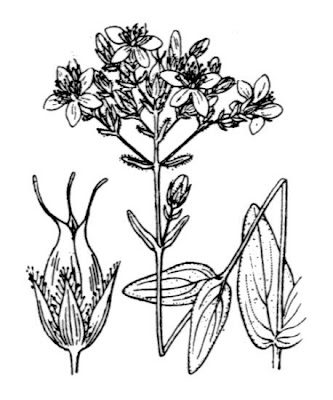 Erba di S.Giovanni montana Erba di S.Giovanni montana