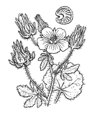Malva-peluda