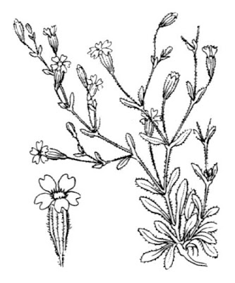 Hairy Catchfly Hairy Catchfly