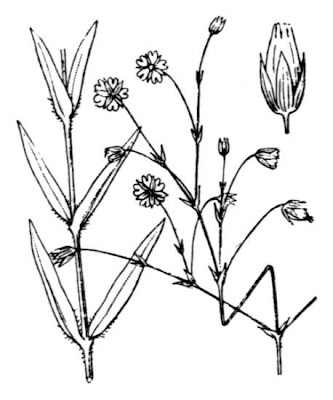 Grass-leaf starwort Grass-leaf starwort