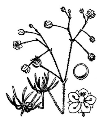 Esparcilla