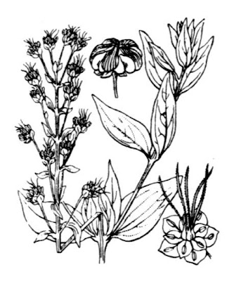 Coriaria Coriaria