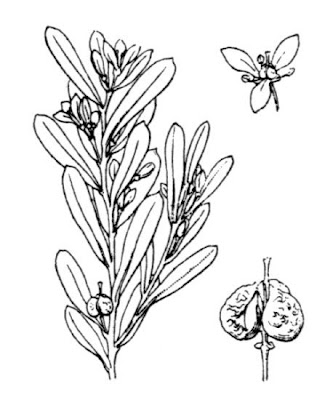 Cneorum Cneorum