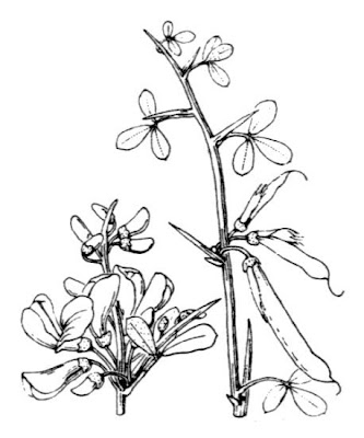 Thorny Broom Thorny Broom