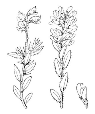 German Greenweed