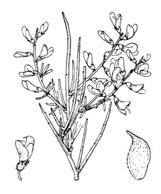 Canary broom Canary broom
