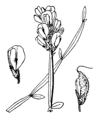 Arrow Broom Arrow Broom