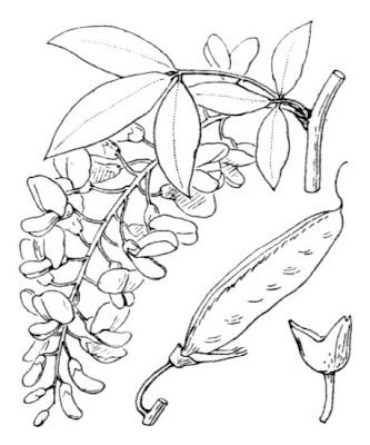 Laburnum alpinum,
Alpen-Goldregen,
cytise des Alpes,
Maggiociondolo di montagna,
Scotch laburnum,
Scottish laburnum