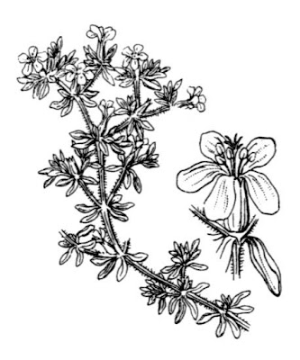Erba-franca pelosa