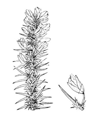 Ulex minor,
,
dwarf furze,
dwarf gorse