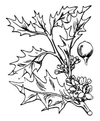 Ilex aquifolium,
Agrifoglio,
English holly