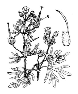 G�ranium � feuilles d�coup�es