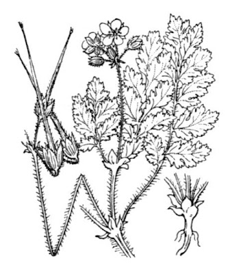 Musky stork's-bill