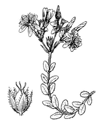 Erba di S.Giovanni tomentosa Erba di S.Giovanni tomentosa