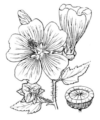 Annual mallow Annual mallow