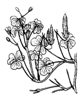 Oxalis cornicul�e