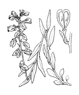 Common milkwort Common milkwort