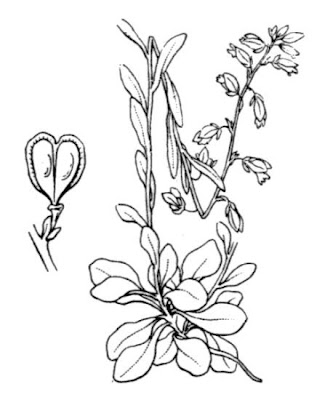Dwarf Milkwort